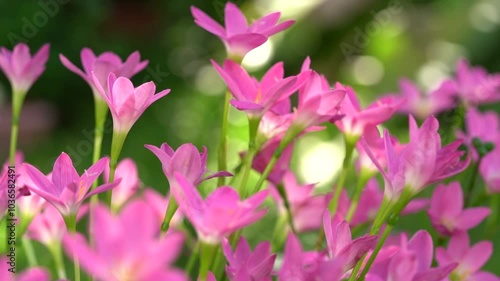 Beautiful Pink rain Lily (Zephyranthes rosea), planted in a row along the marble pathway in the flower garden. Pink blooming flower. 
