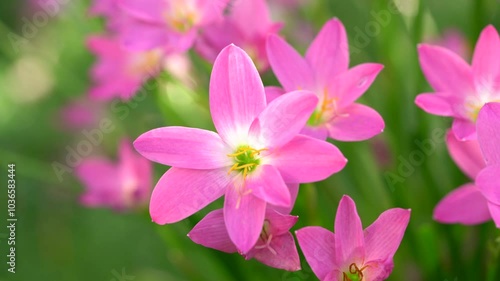 Beautiful Pink rain Lily (Zephyranthes rosea), planted in a row along the marble pathway in the flower garden. Pink blooming flower. 
