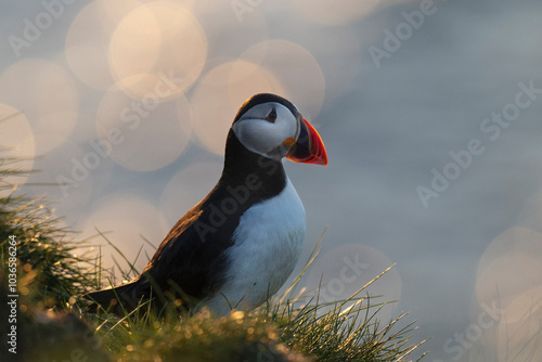Atlantic Puffin at Caslte O'Burrian, Westray, Orkney Islands, Scotland
