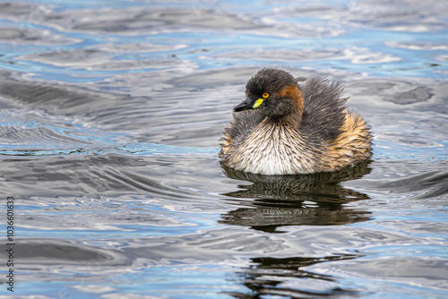 An Australasian Grebe swimming in a lake photo