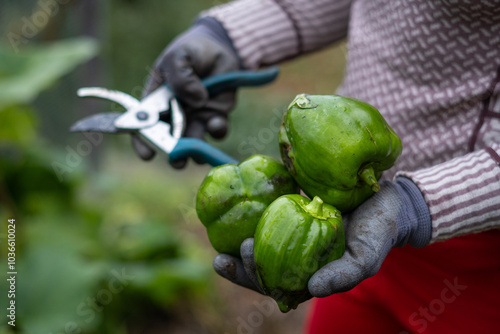 Freshly cut green bell peppers held in a hand in a garden in Finale Ligure, Italy photo