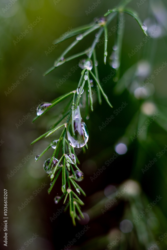Raindrop on a blue spruce branch in Finale Ligure, Italy Raindrop on a blue spruce branch in Finale Ligure, Italy