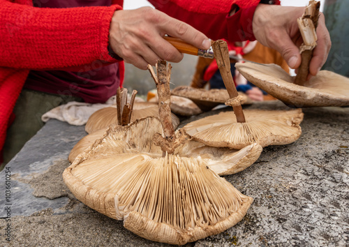 A man cutting stalks of huge Parasol mushrooms in Monte Carmo, Finale Ligure, Italy. photo