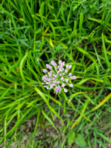 top view Chives with Flowers. 