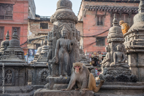 monkeys in kathmandu photo