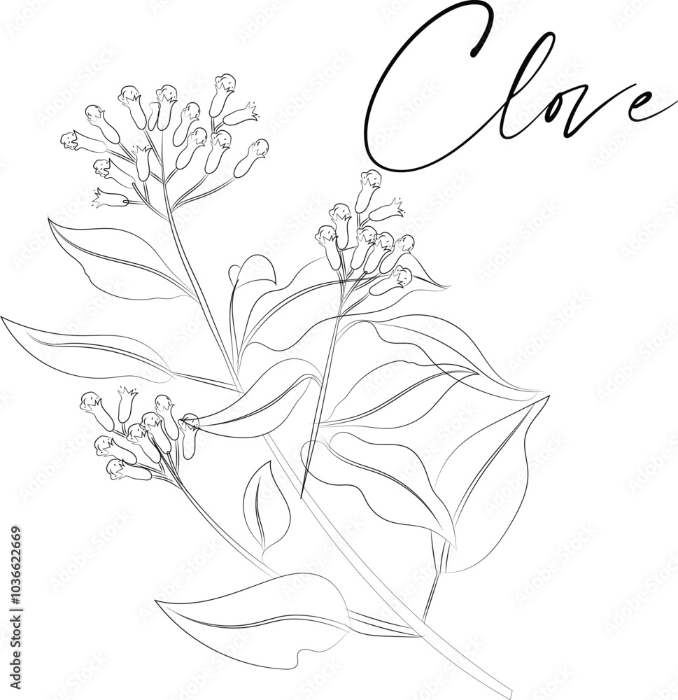 Clove tree branch with flowers (Syzygium aromaticum). Vector illustration, isolated on a white background. Clove tree branch with flowers (Syzygium aromaticum). Vector illustration, isolated on a white background.