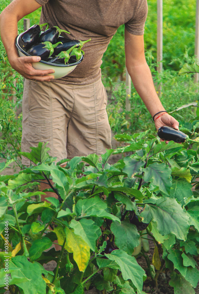 Eggplant harvest in the garden. Selective focus. Eggplant harvest in the garden. Selective focus.