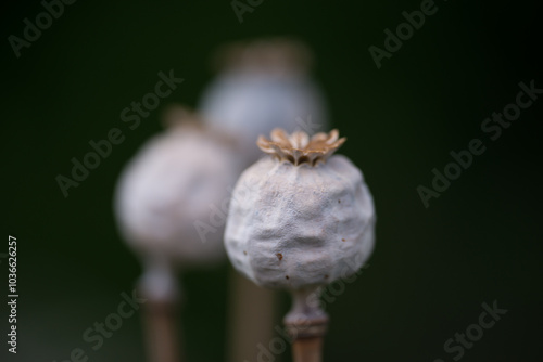 Growth, nature and sustainability with poppies on black background for budding narcotics industry. Flower, growing and spring with opium plant outdoor for morphine, codeine or heroin production photo