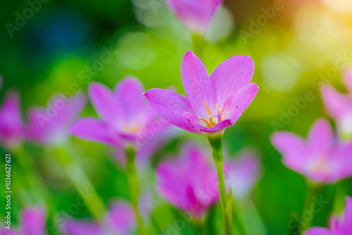 Beautiful Pink rain Lily (Zephyranthes rosea)