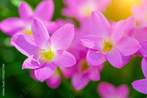 Beautiful Pink rain Lily (Zephyranthes rosea)