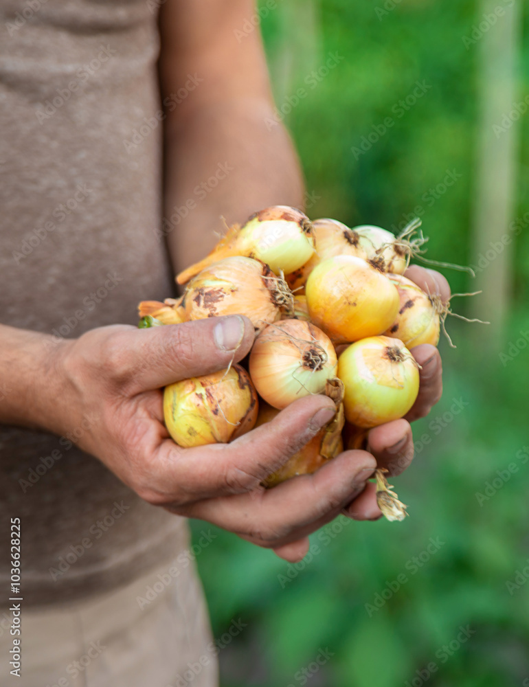 Onion harvest in the garden. Selective focus. Onion harvest in the garden. Selective focus.