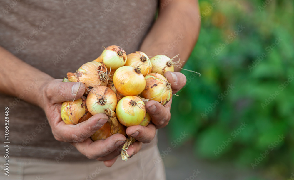 Onion harvest in the garden. Selective focus. Onion harvest in the garden. Selective focus.