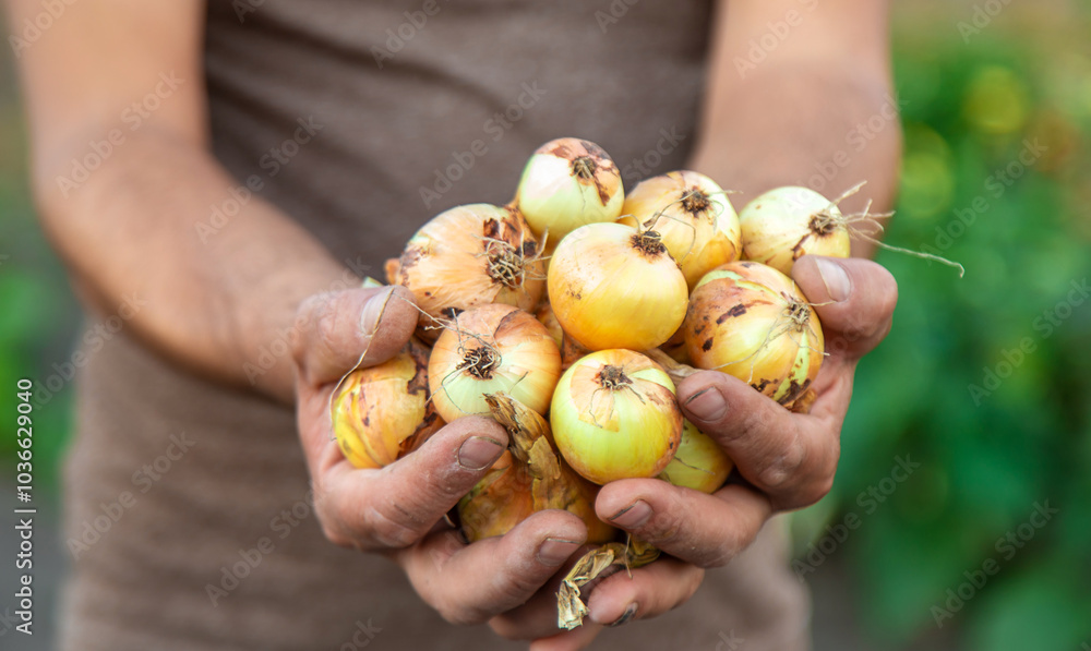 Onion harvest in the garden. Selective focus. Onion harvest in the garden. Selective focus.