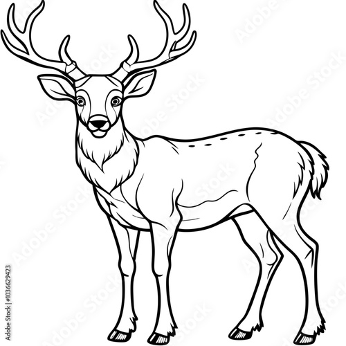  Deer