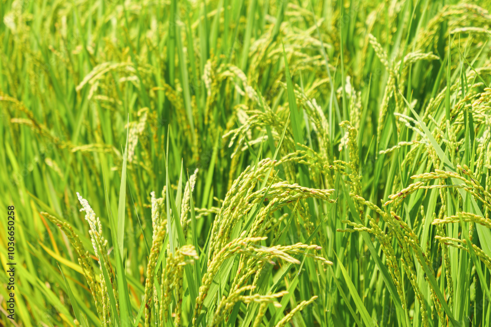 yellow rice ear of rice growing in autumn paddy field yellow rice ear of rice growing in autumn paddy field