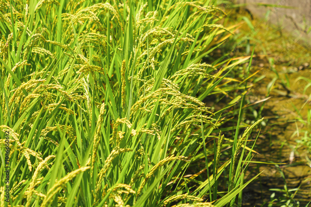 yellow rice ear of rice growing in autumn paddy field yellow rice ear of rice growing in autumn paddy field