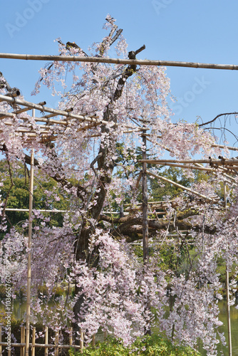 Wallpaper Mural 平安神宮の桜 Torontodigital.ca