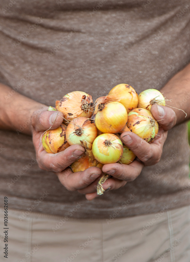 Onion harvest in the garden. Selective focus. Onion harvest in the garden. Selective focus.