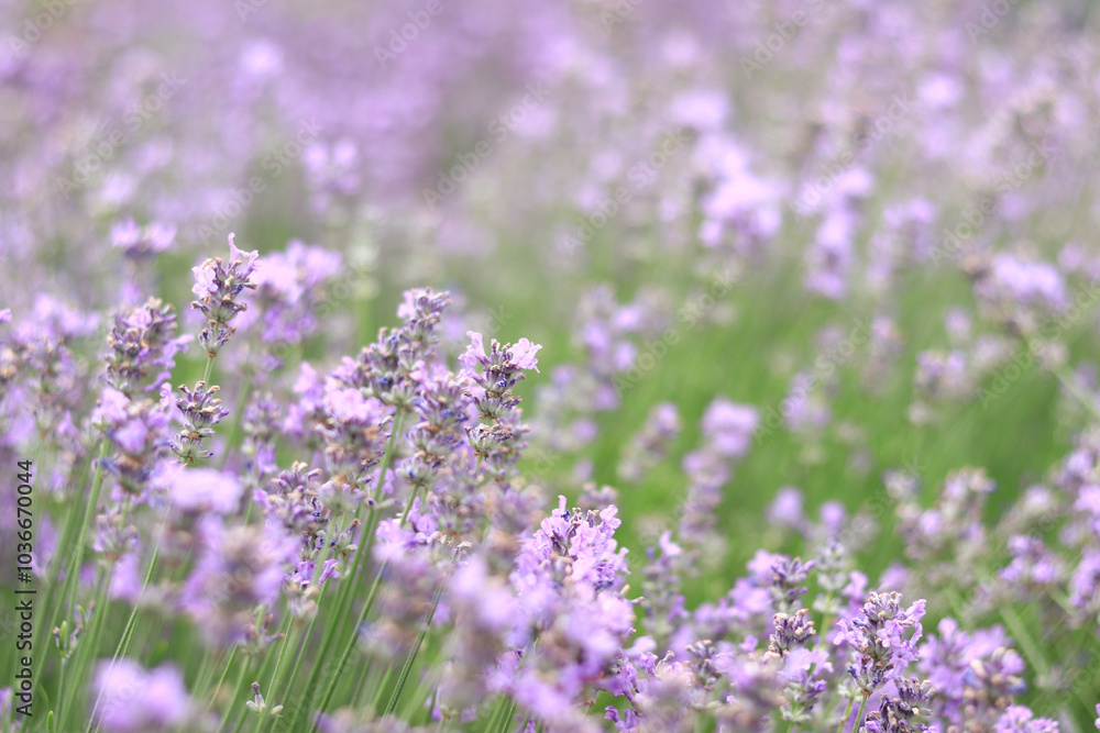 Lavender field. Purple lavender flowers with selective focus. Aromatherapy. The concept of natural cosmetics and medicine. Sun glare and foreground blur, soft focus Lavender field. Purple lavender flowers with selective focus. Aromatherapy. The concept of natural cosmetics and medicine. Sun glare and foreground blur, soft focus