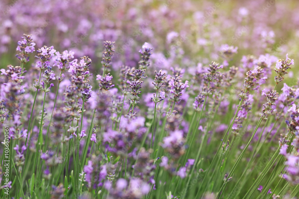 Lavender field. Purple lavender flowers with selective focus. Aromatherapy. The concept of natural cosmetics and medicine. Sun glare and foreground blur, soft focus Lavender field. Purple lavender flowers with selective focus. Aromatherapy. The concept of natural cosmetics and medicine. Sun glare and foreground blur, soft focus