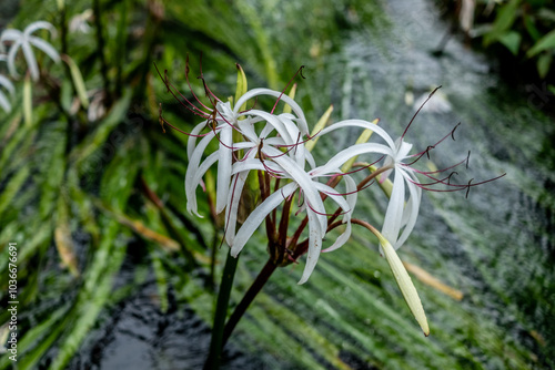 water onion flower is an umbel of large, showy blossoms above the waterline. photo