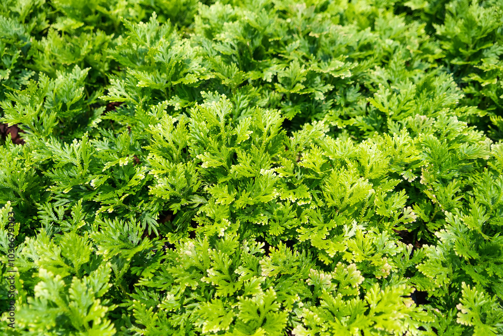 A mesmerizing carpet of delicate ferns A mesmerizing carpet of delicate ferns