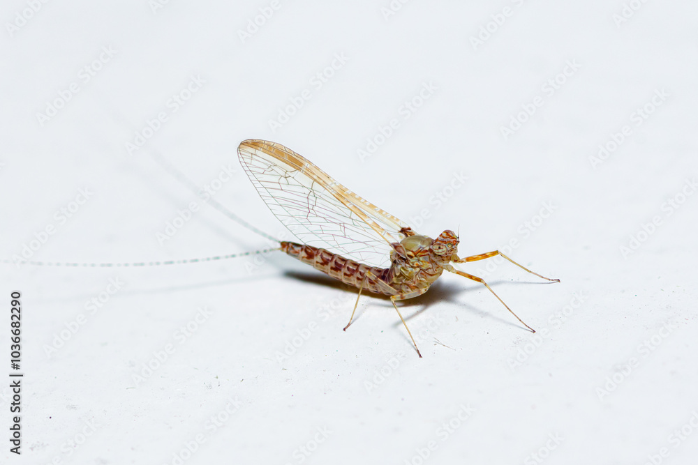 Female Pond Olive mayfly, Cloeon Dipterum Female Pond Olive mayfly, Cloeon Dipterum