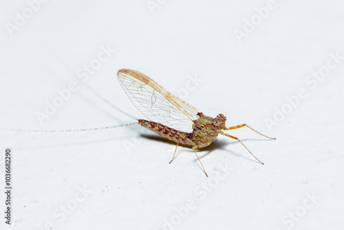 Female Pond Olive mayfly, Cloeon Dipterum photo