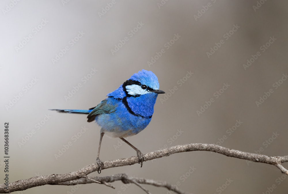 Obraz premium Splendid Fairy wren ( Malurus splendens ) beautiful male bird.