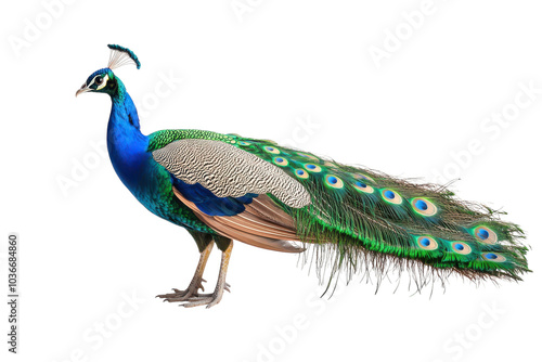 Vibrant Isolated Peacock Displaying Its Colorful Feathers on a transparent Background for Creative Design Purposes