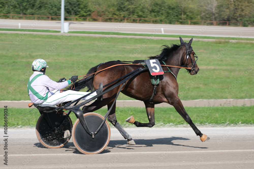 Racing horses trots and rider on a track of stadium. Competitions for trotting horse racing. Horses compete in harness racing. Horse runing at the track with rider.
Racing horses trots and rider on a track of stadium. Competitions for trotting horse racing. Horses compete in harness racing. Horse runing at the track with rider.
