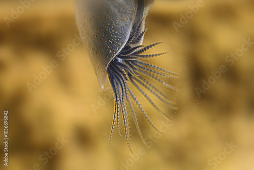Close-up of the tentacles of a buoy barnacle (Dosima fascicularis) swimming in the water