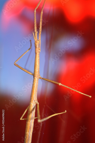 Wallpaper Mural Close-up of a stick insect  (Phasmatodea) climbing on a pane of glass Torontodigital.ca