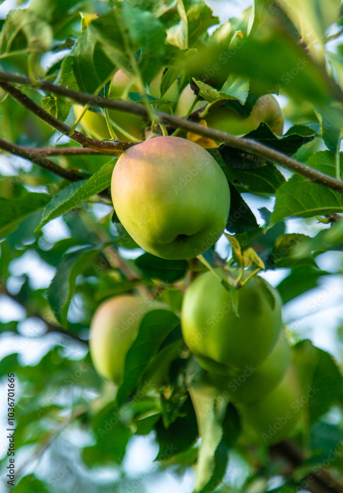 Apples on a tree in an orchard. Selective focus. Apples on a tree in an orchard. Selective focus.
