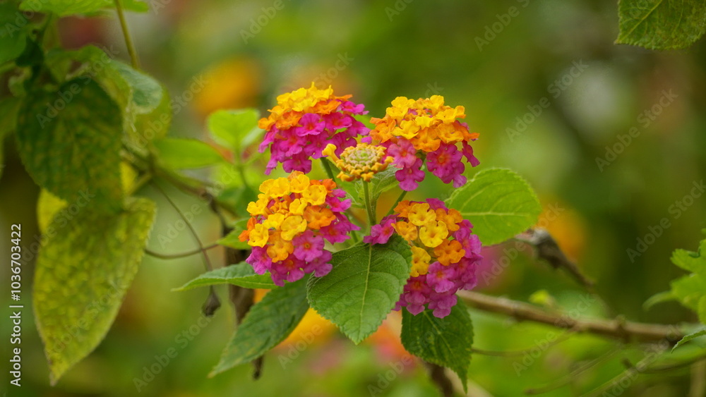 Close-up of wild Lantana Camara L flowers blooming Close-up of wild Lantana Camara L flowers blooming