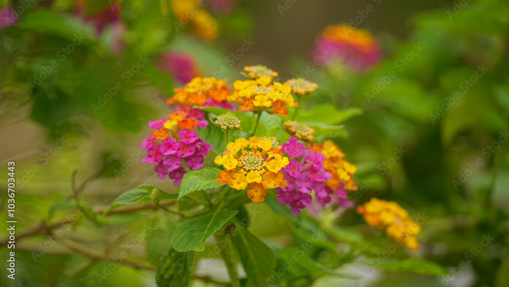 Close-up of wild Lantana Camara L flowers blooming Close-up of wild Lantana Camara L flowers blooming