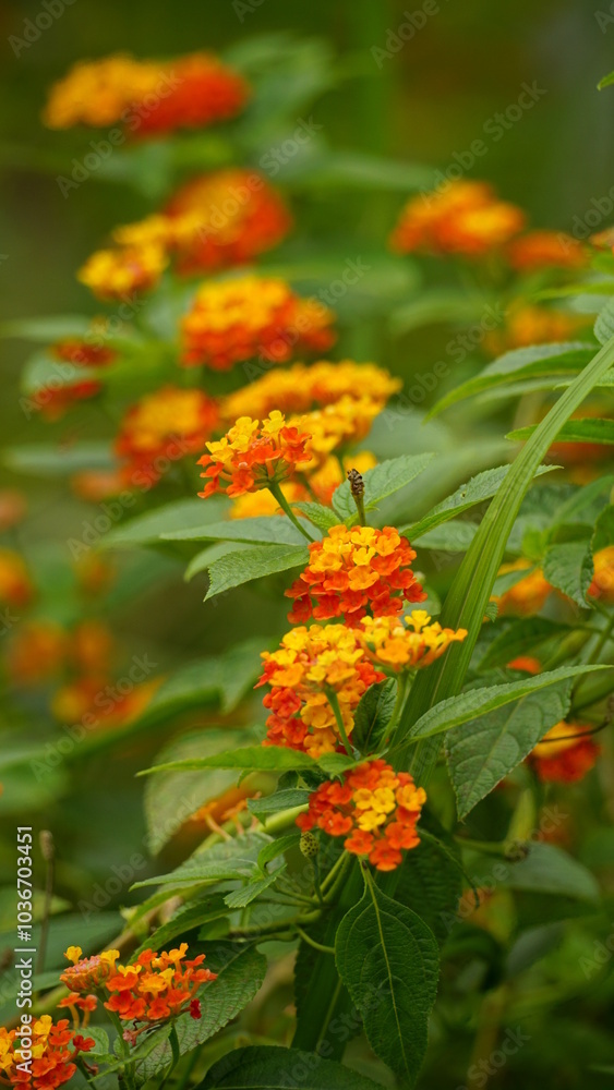Close-up of wild Lantana Camara L flowers blooming Close-up of wild Lantana Camara L flowers blooming