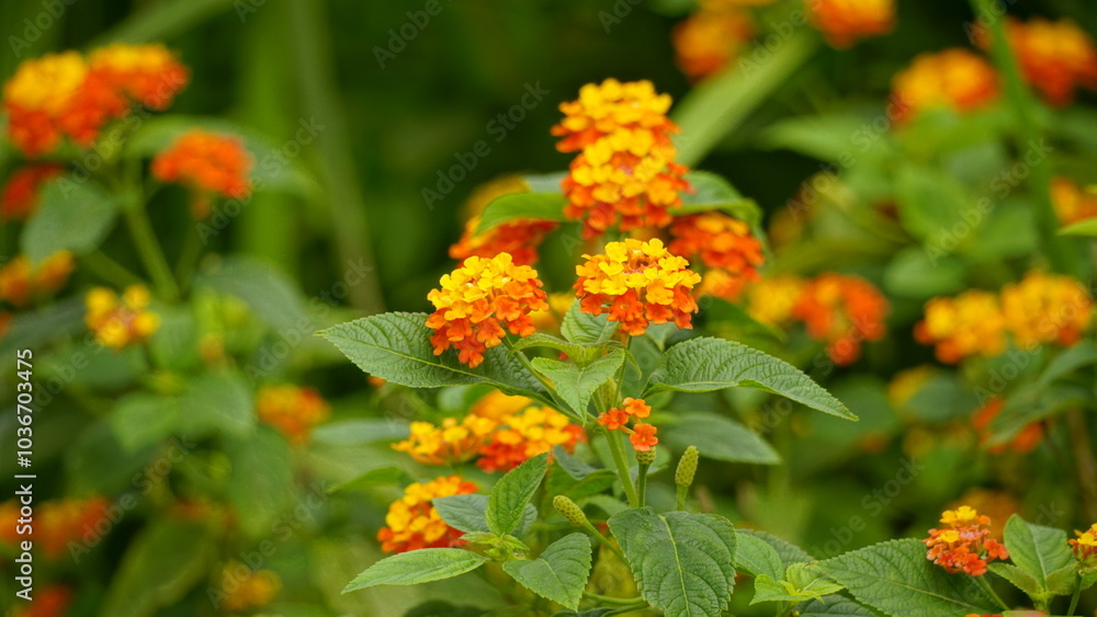 Close-up of wild Lantana Camara L flowers blooming Close-up of wild Lantana Camara L flowers blooming