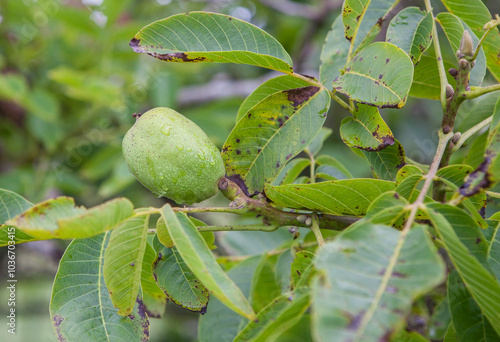 Green unripe apples in branch. Asturian variety for cider production