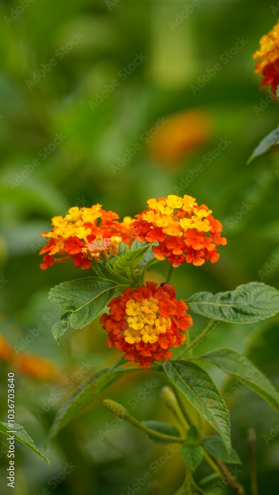 Close-up of wild Lantana Camara L flowers blooming Close-up of wild Lantana Camara L flowers blooming