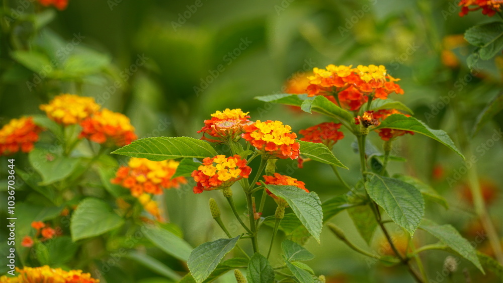 Close-up of wild Lantana Camara L flowers blooming Close-up of wild Lantana Camara L flowers blooming