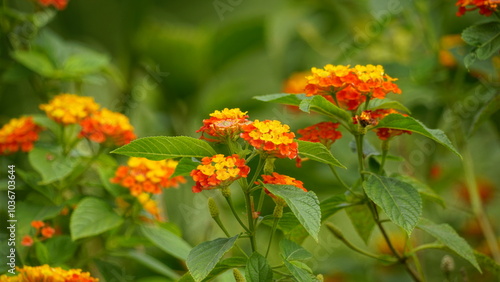 Close-up of wild Lantana Camara L flowers blooming #1036703644