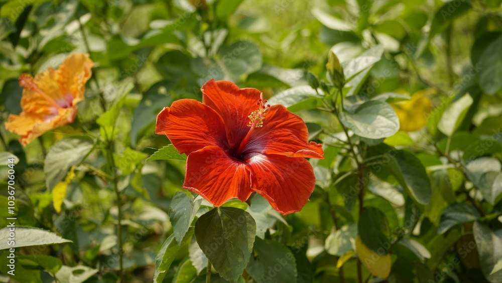 Close-up of blooming hibiscus flower Close-up of blooming hibiscus flower