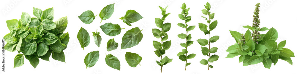 Tulsi leaves - Leaves from the holy basil plant, often used in worship and rituals Isolated on Clear White Background Highly Detailed Tulsi leaves - Leaves from the holy basil plant, often used in worship and rituals Isolated on Clear White Background Highly Detailed
