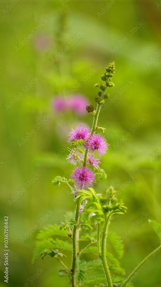 Close-up of Mimosa pudica flower Close-up of Mimosa pudica flower