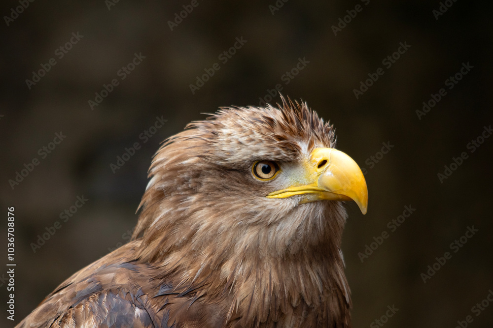Portrait d'oiseau Pygargue à queue blanche appelé aussi grand aigle de mer en gros plan de profil Portrait d'oiseau Pygargue à queue blanche appelé aussi grand aigle de mer en gros plan de profil