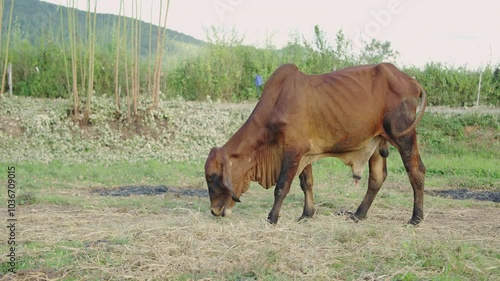 Wallpaper Mural Native Thai cows in the countryside grassfield. Cows eat grass naturally. Livestock concept. Torontodigital.ca