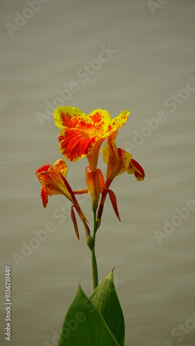 Close-up of Canna edulis Ker flowers blooming in the garden photo