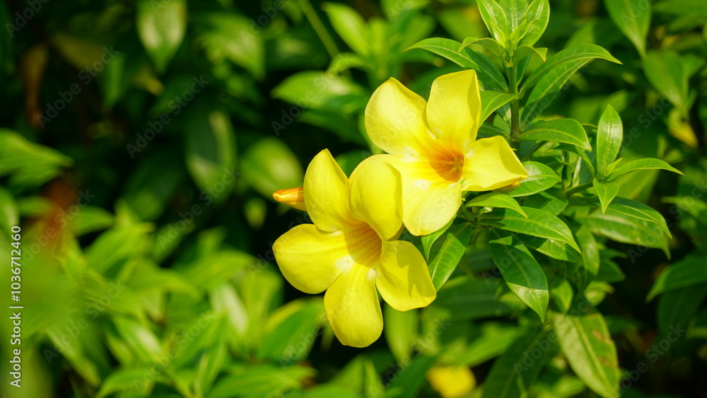 Close-up of Allamanda cathartica flower Close-up of Allamanda cathartica flower