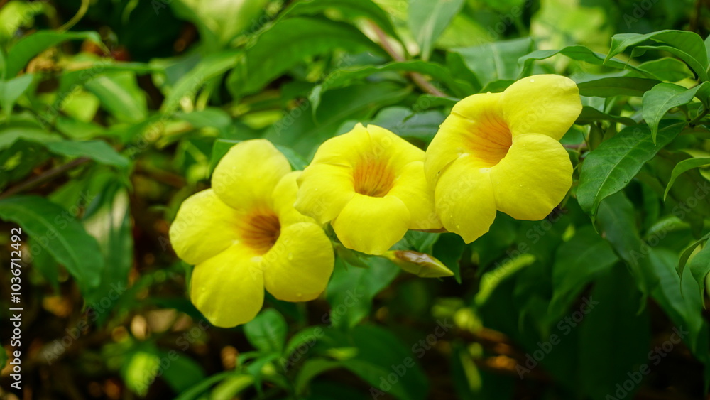 Close-up of Allamanda cathartica flower Close-up of Allamanda cathartica flower